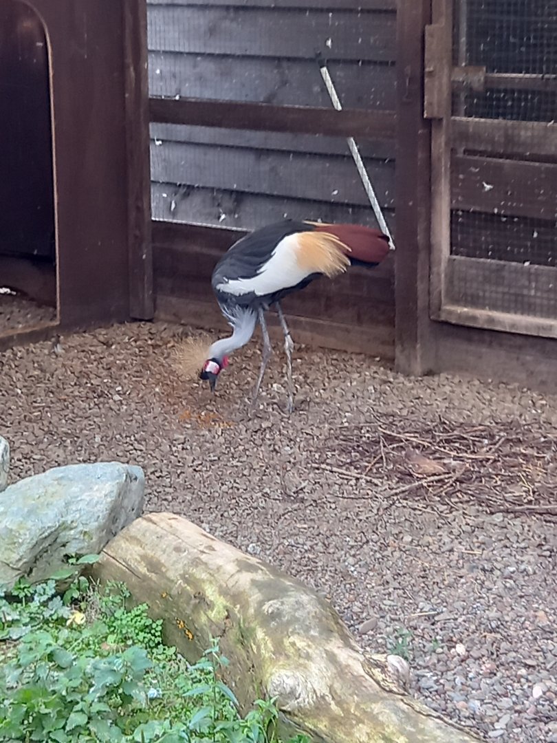 Grey Crowned Crane