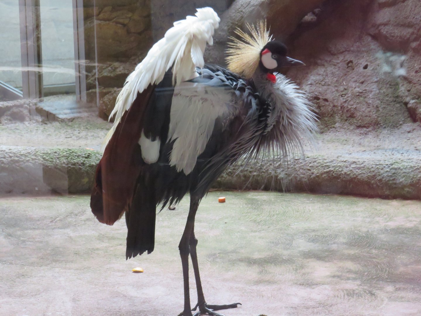 Grey crowned crane