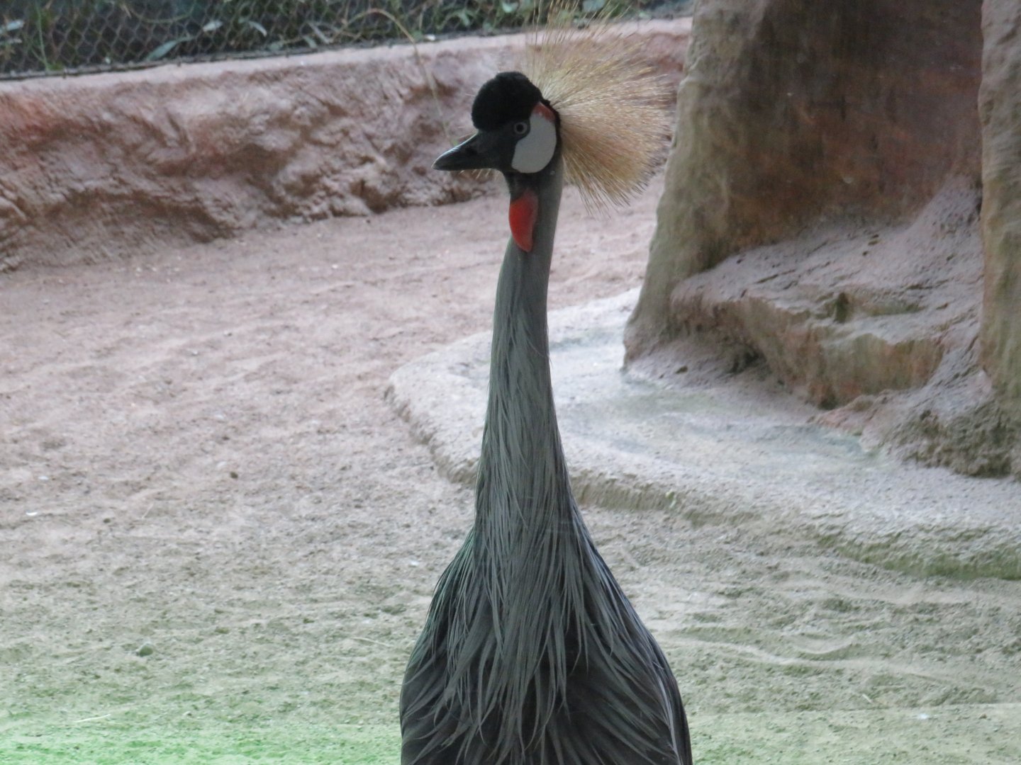 Grey crowned crane