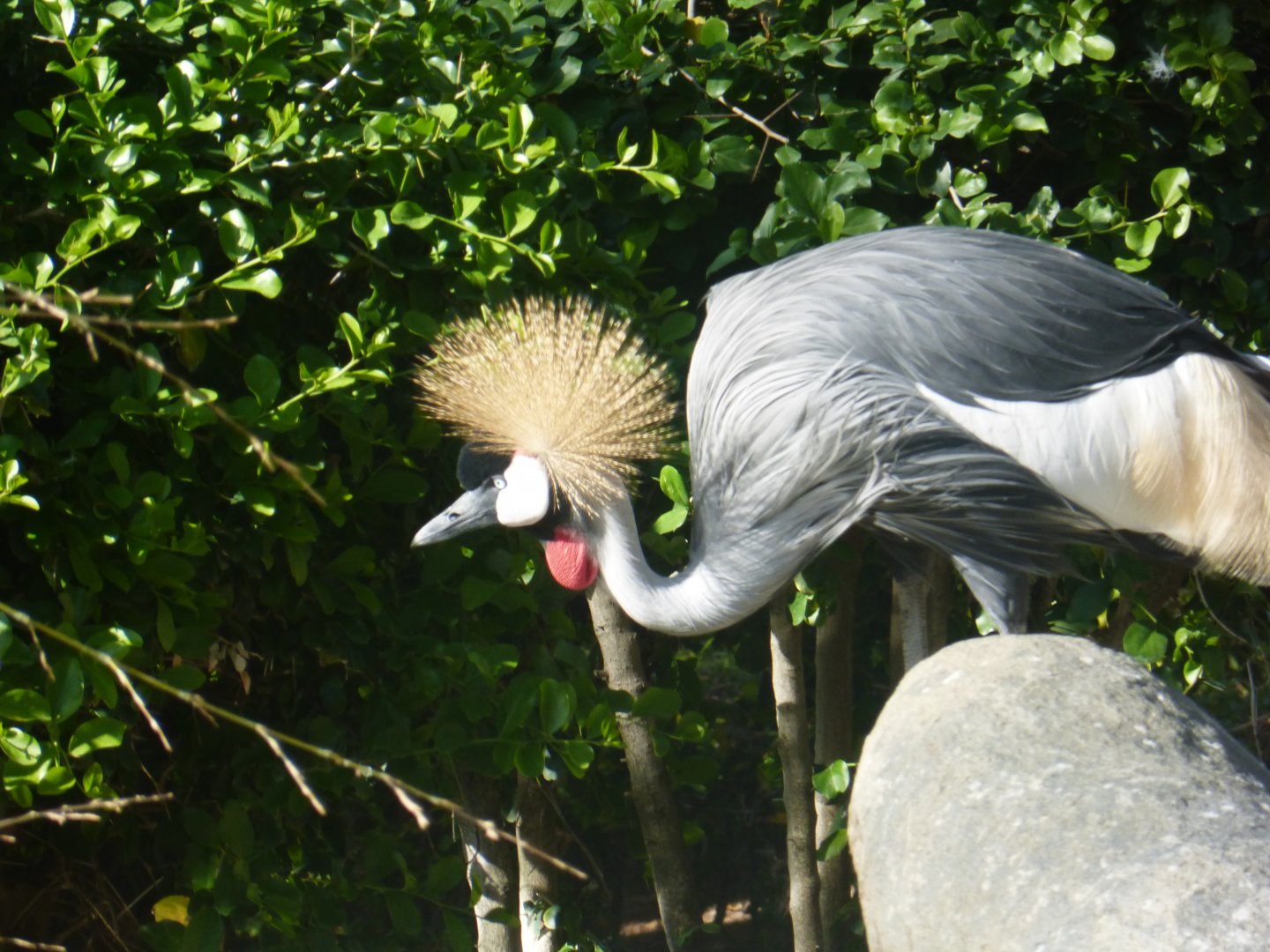Grey crowned crane