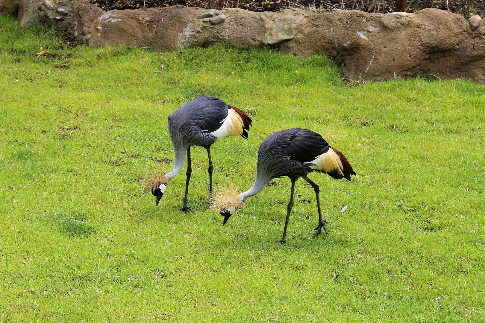 Grey Crowned Crane