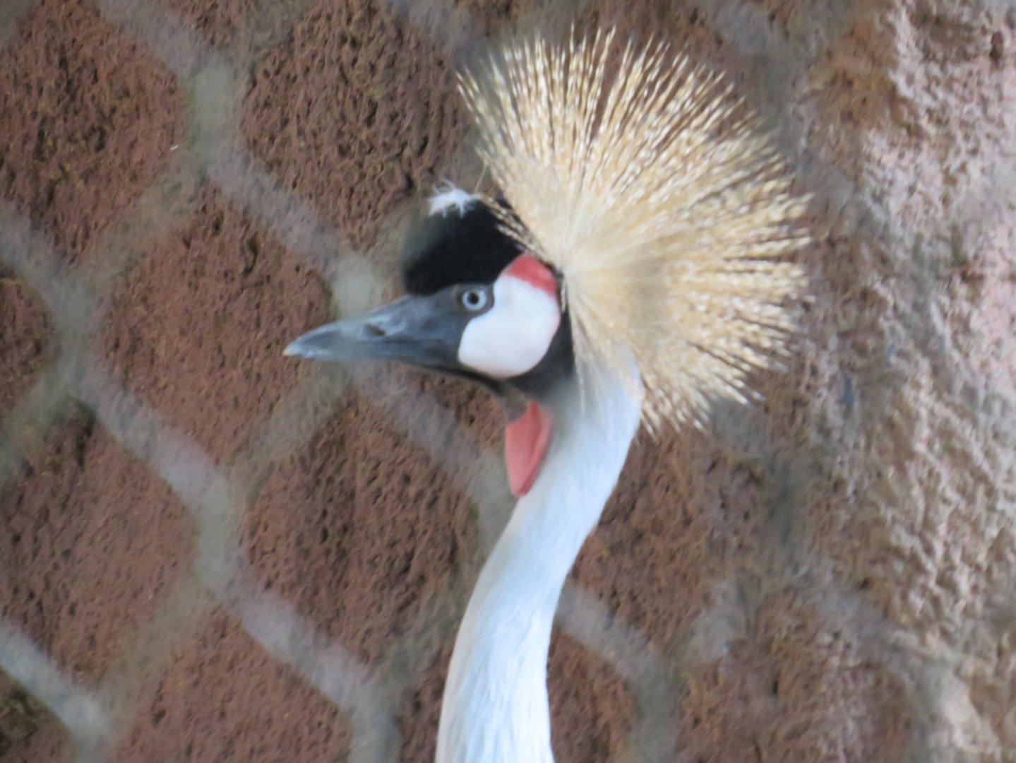 Grey crowned crane