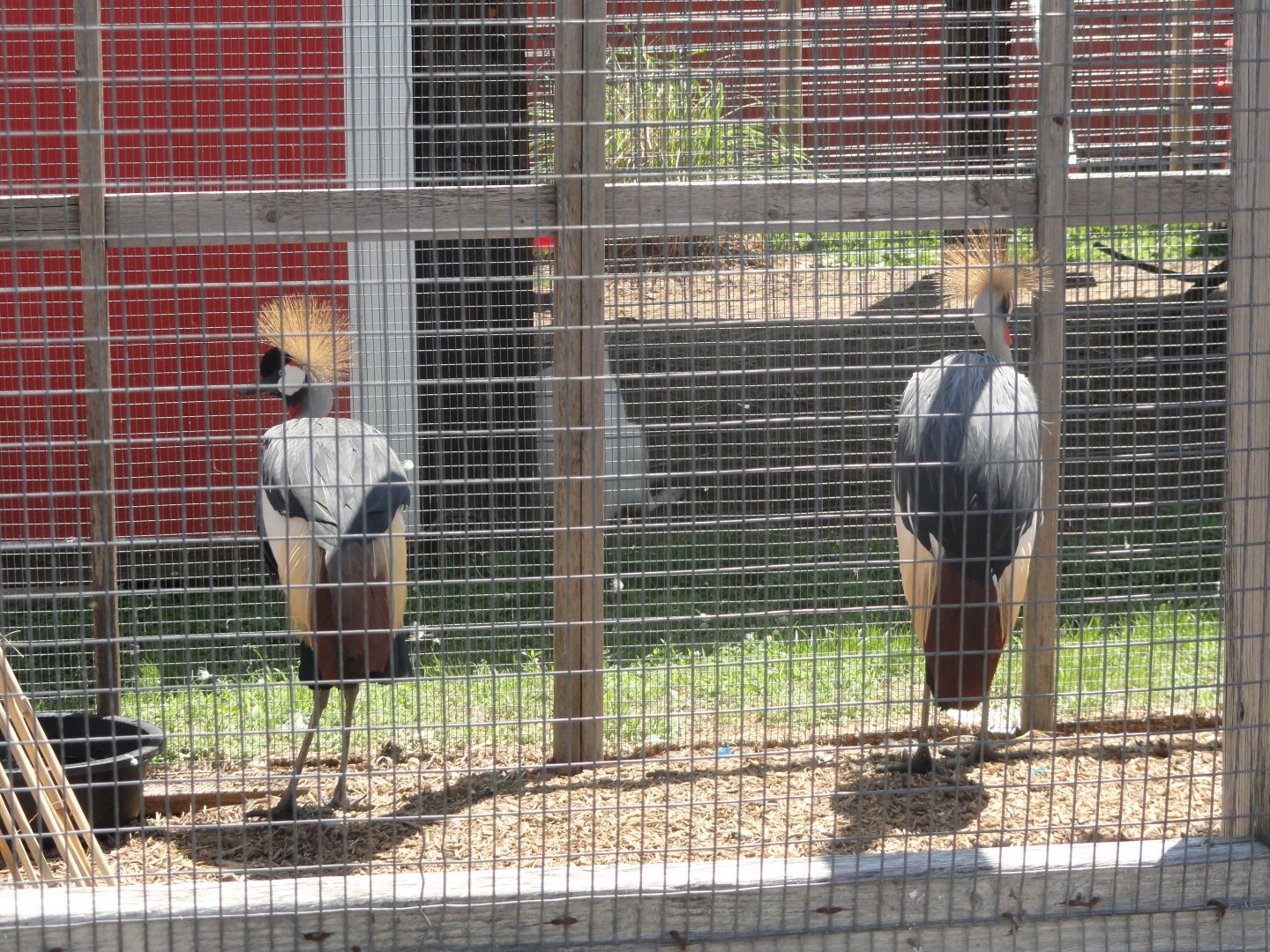 Grey Crowned Crane