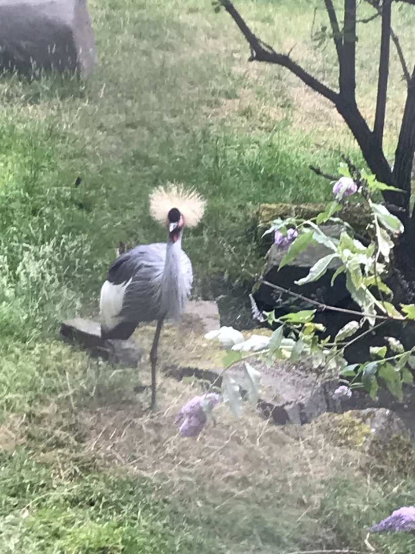 Grey crowned crane