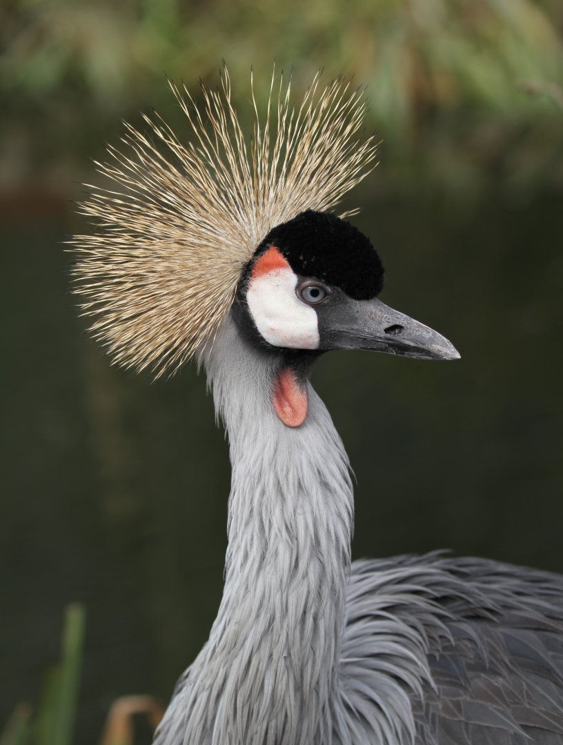 Grey Crowned Crane