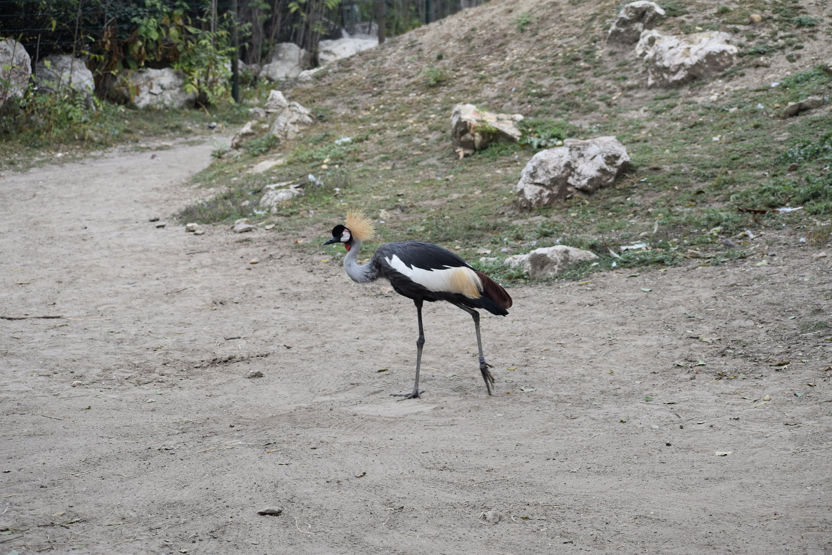 Grey crowned crane