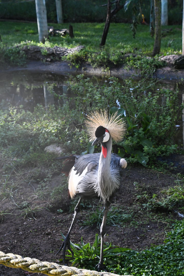 Grey Crowned Crane