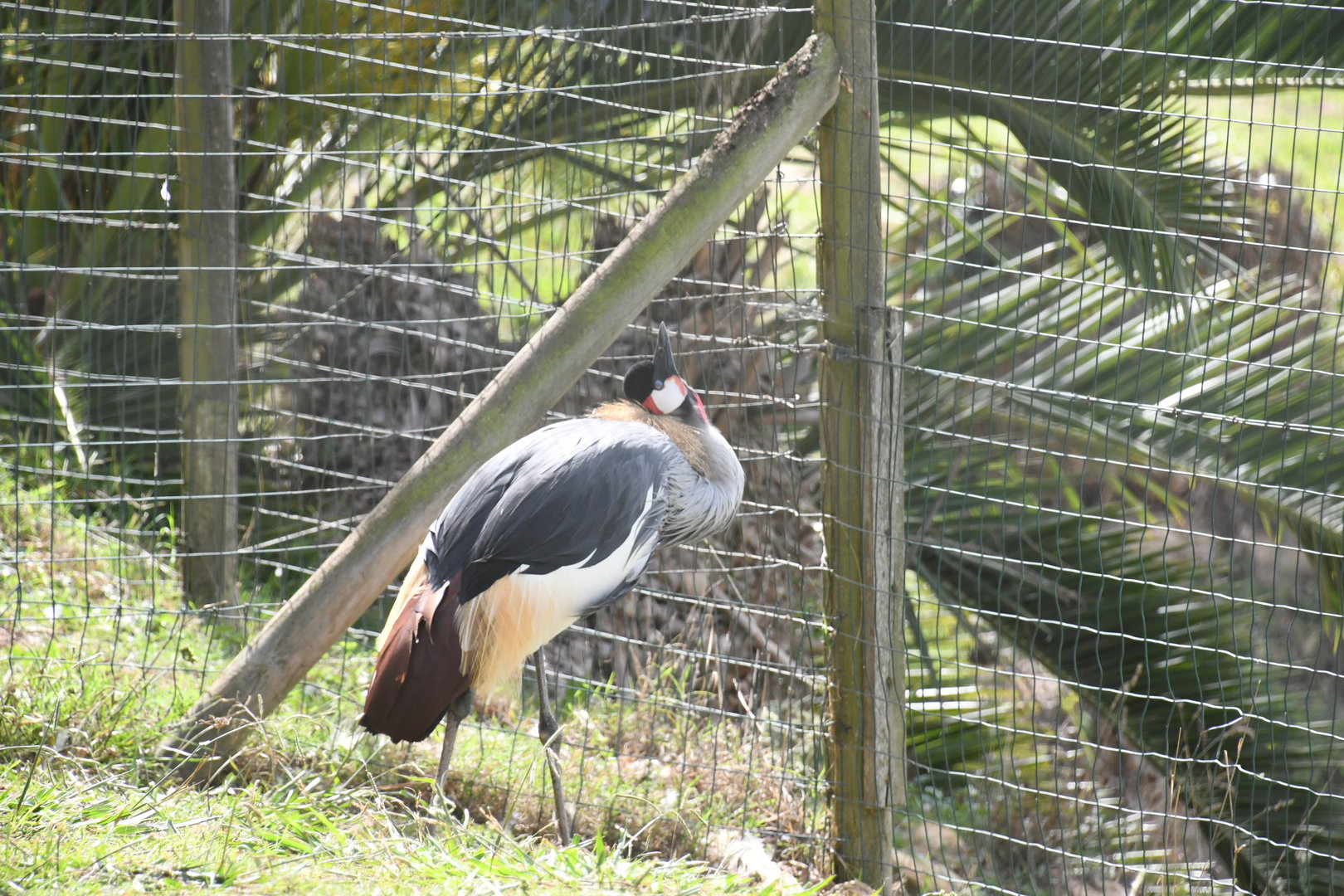 Grey Crowned Crane