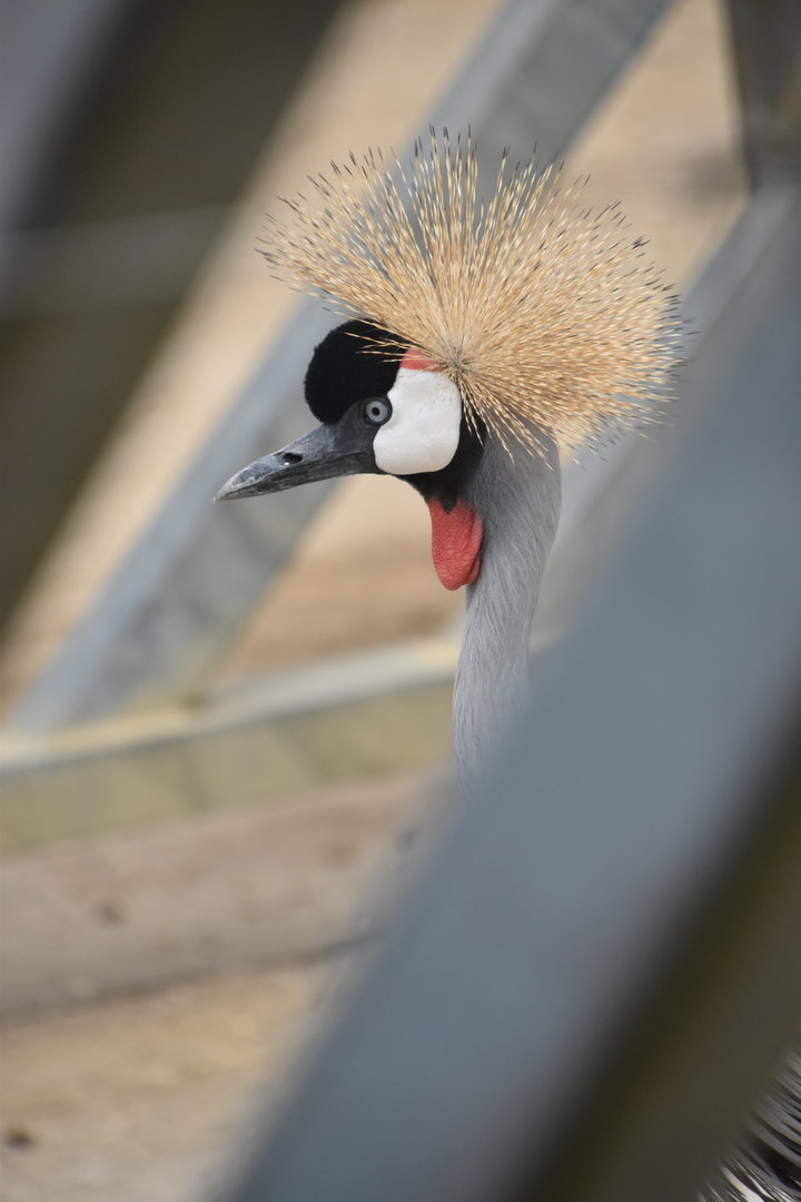 Grey crowned crane