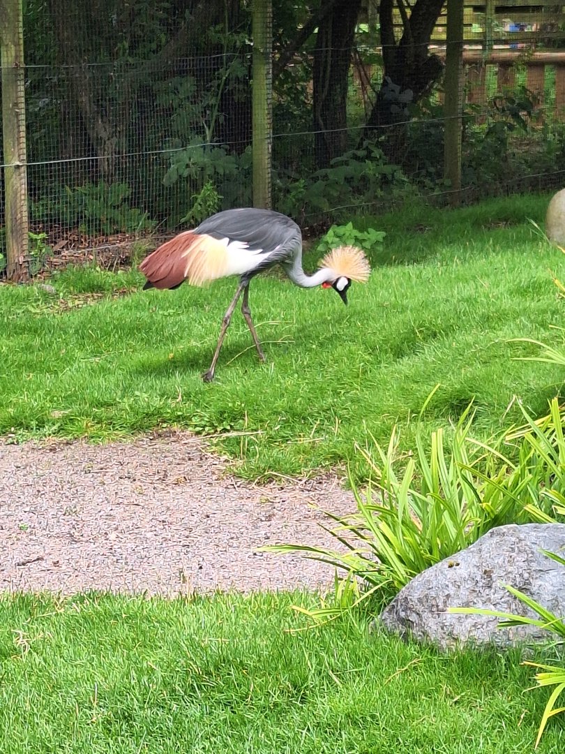 Grey Crowned Crane