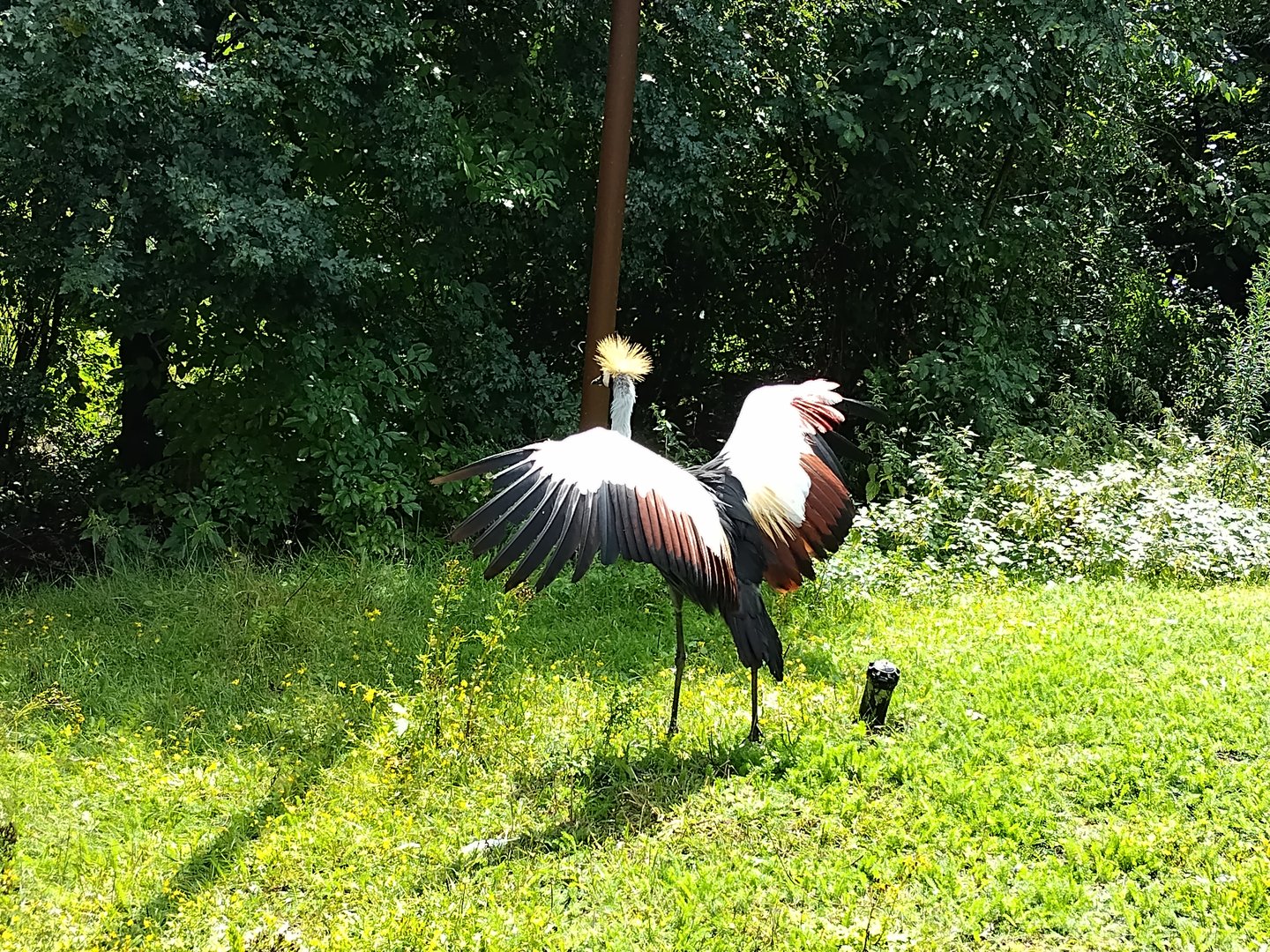 Grey crowned crane