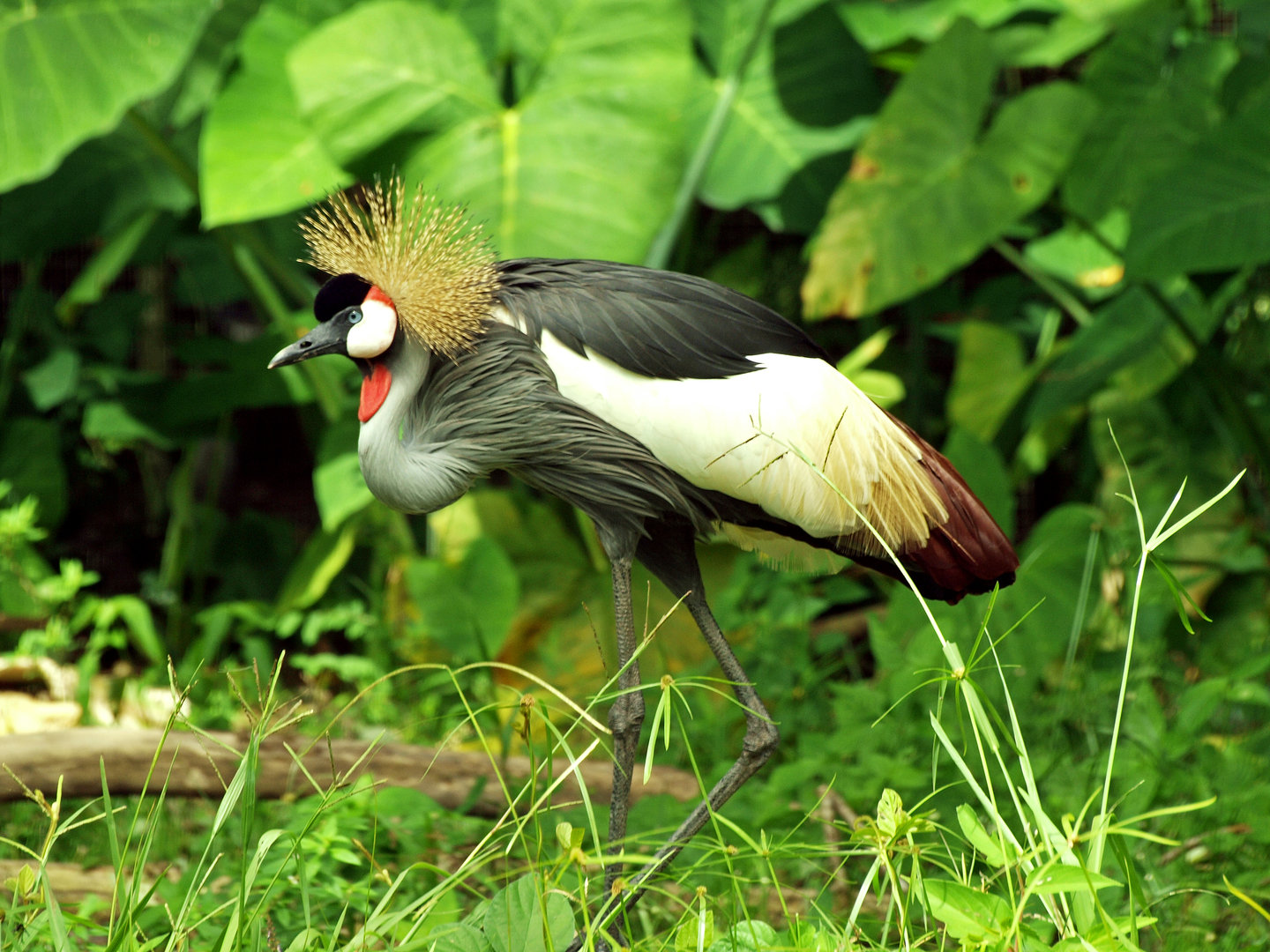 Grey Crowned crane