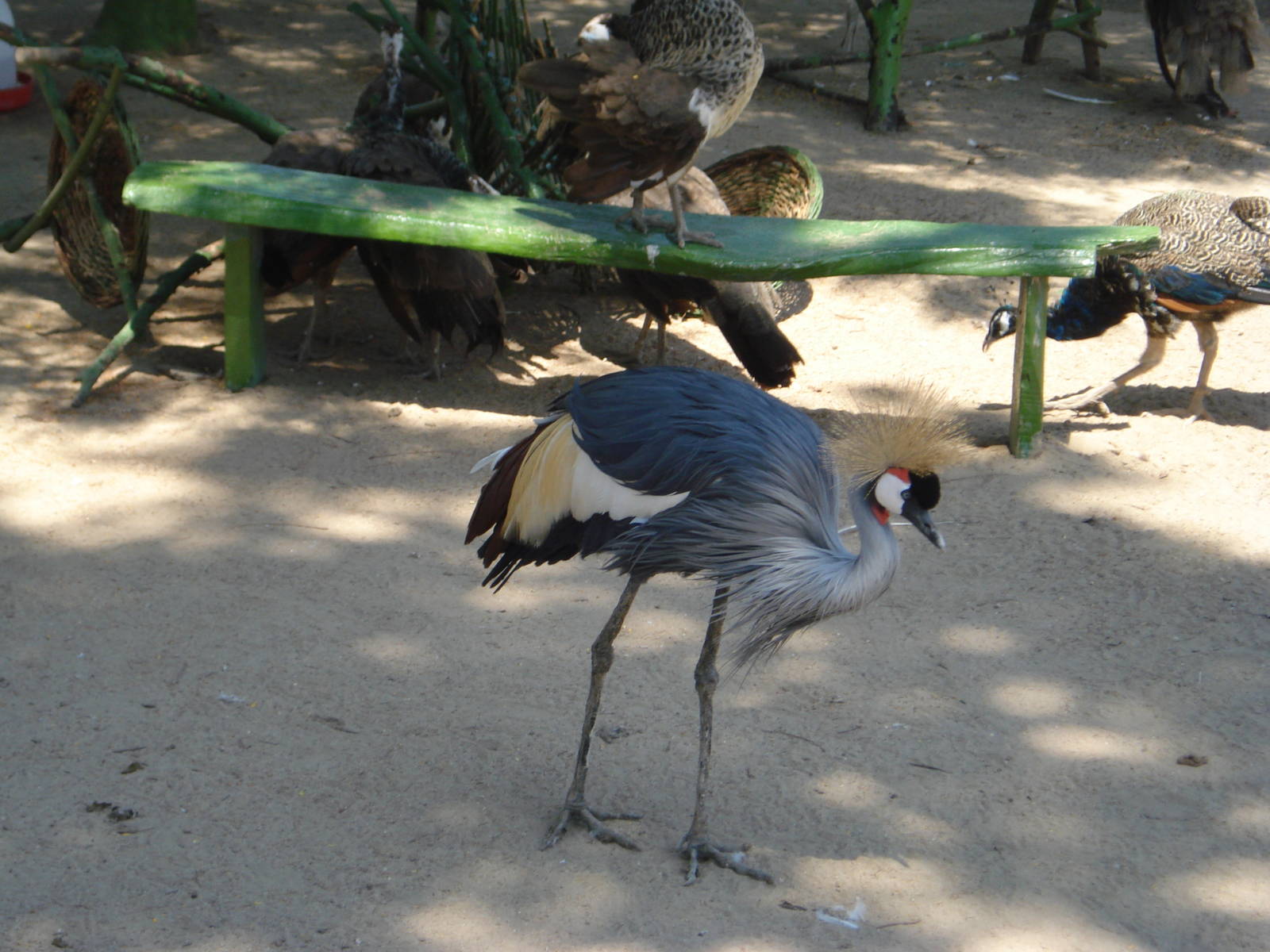 grey crowned crane