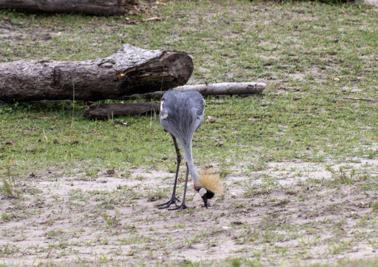 Grey-crowned Crane