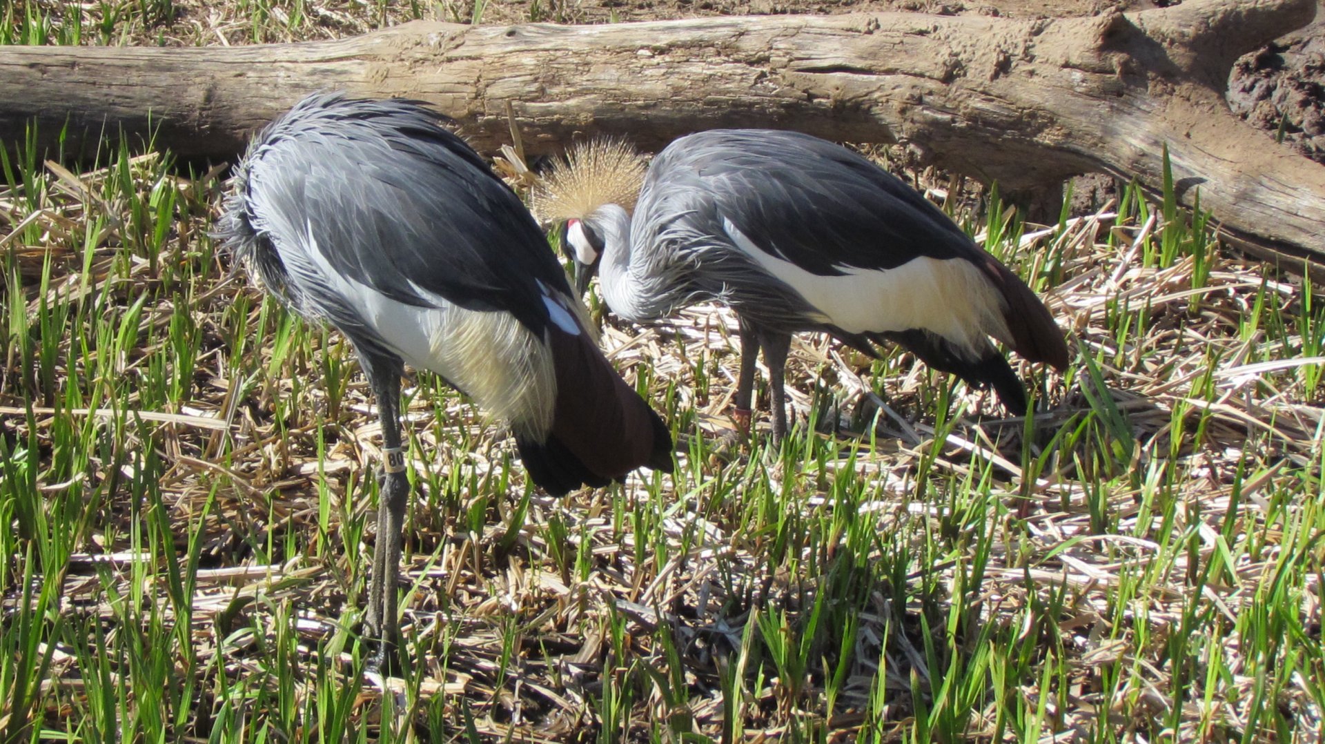 Grey Crowned Crane