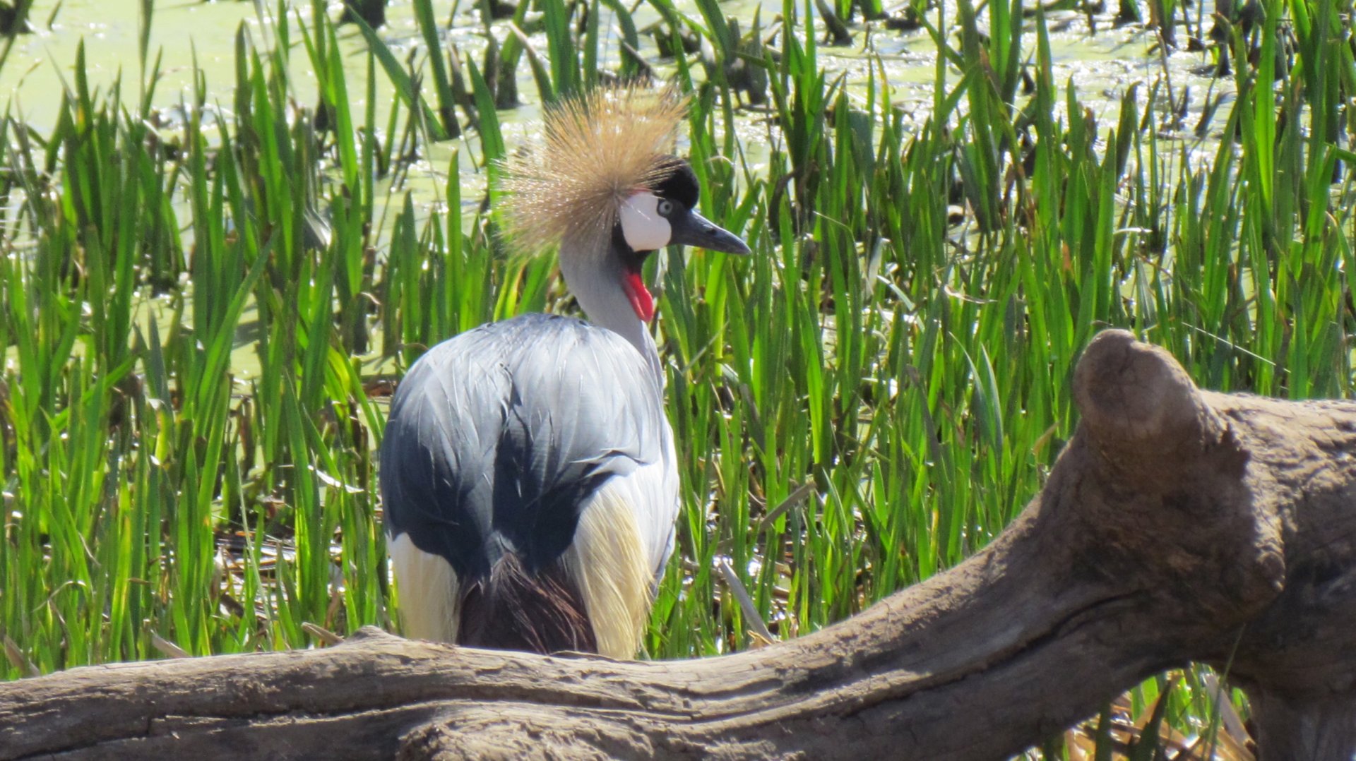Grey Crowned Crane