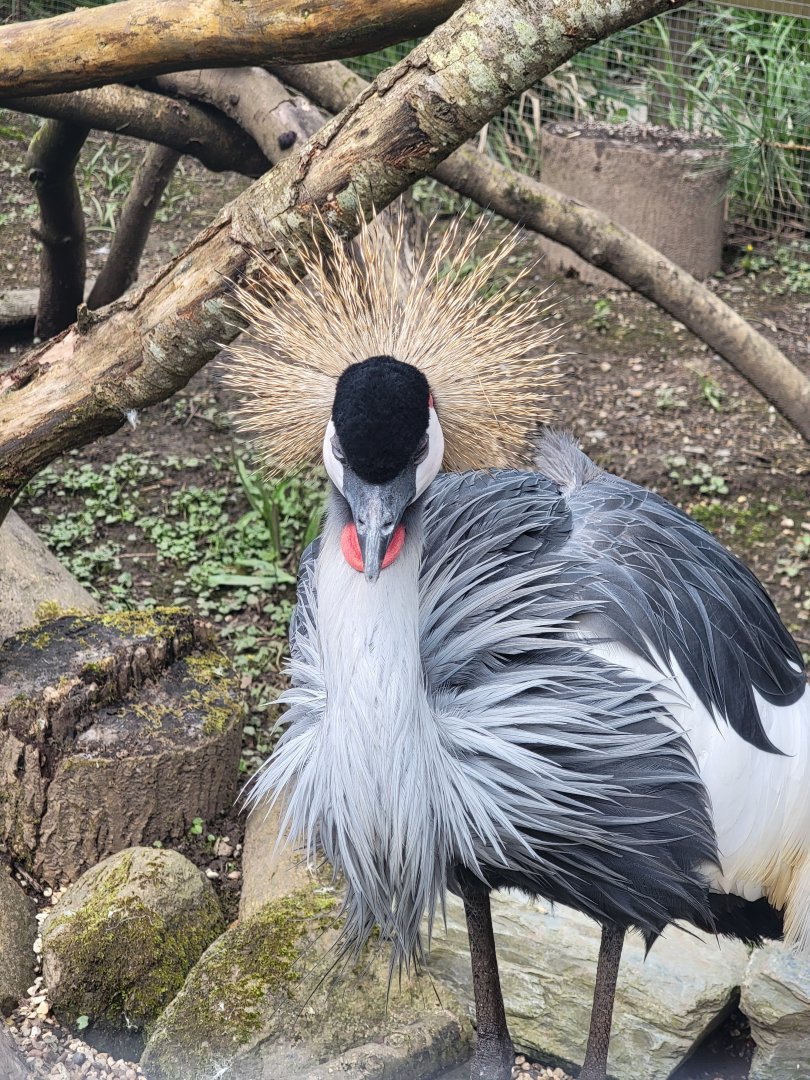 Grey Crowned Crane