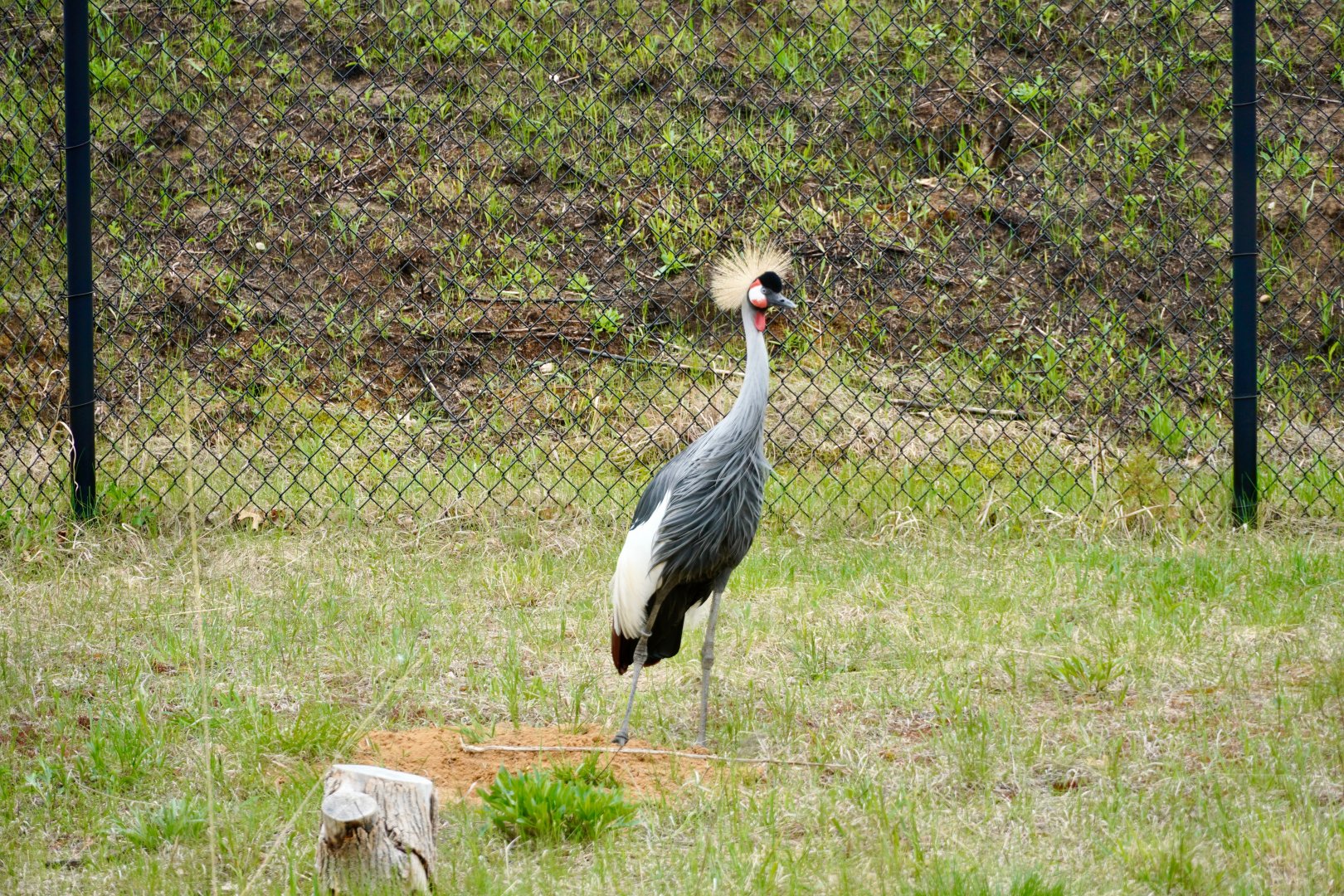 Grey Crowned Crane