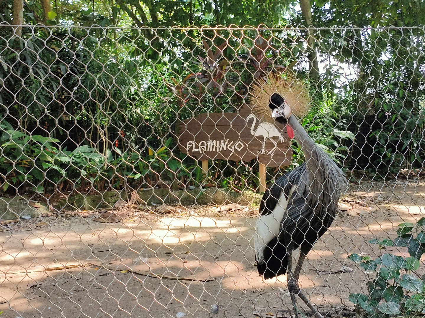 Grey Crowned Crane