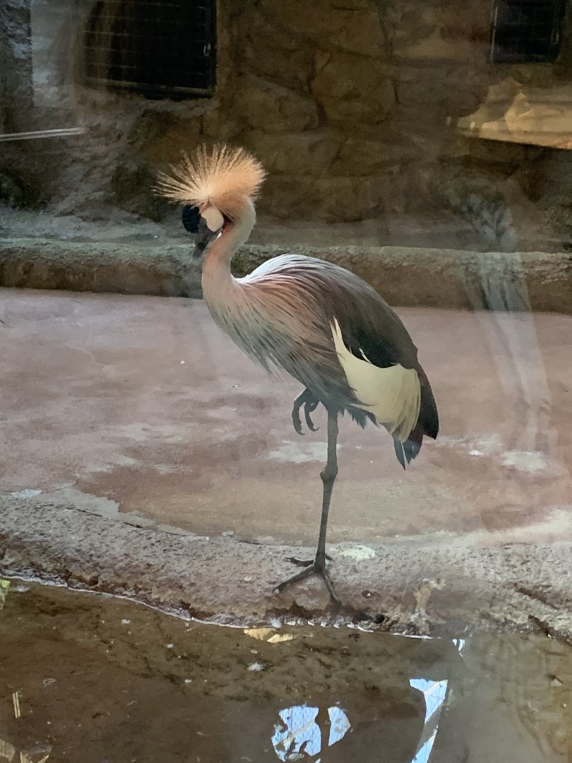 Grey Crowned Crane