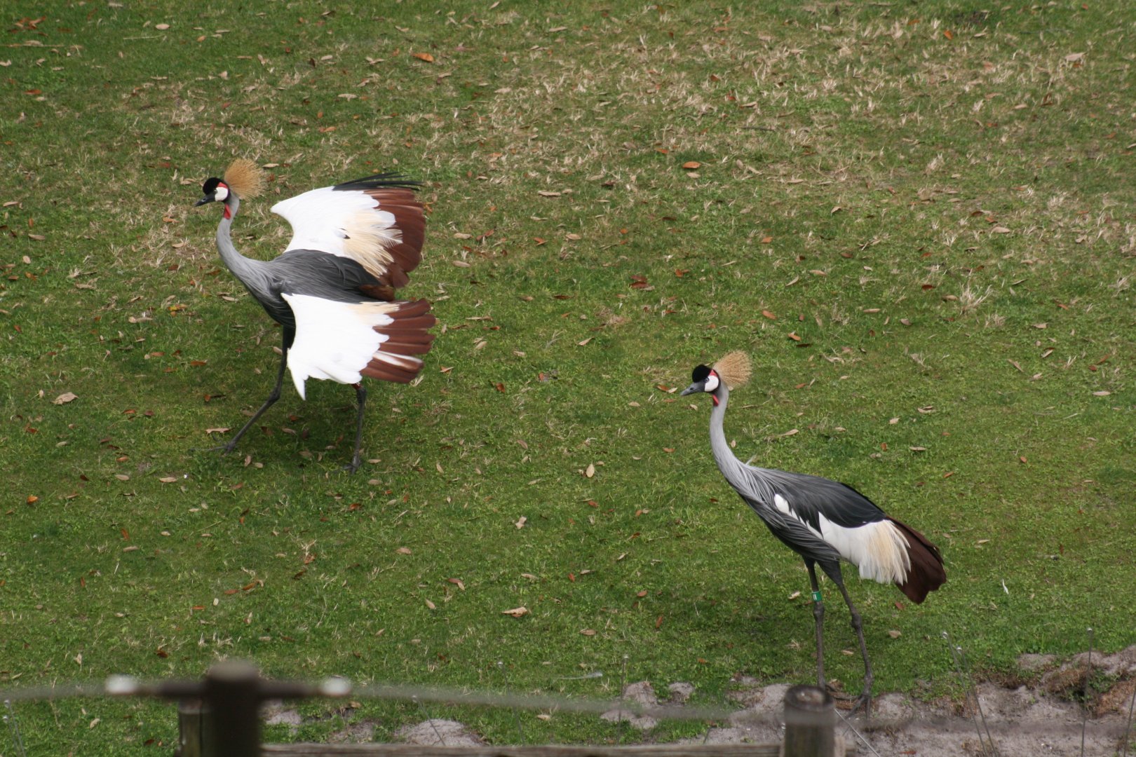 Grey Crowned Crane