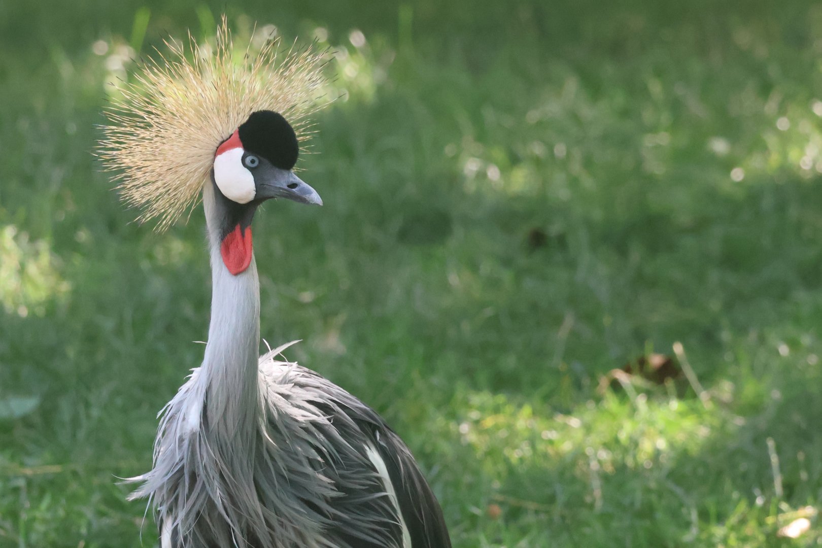 Grey Crowned Crane