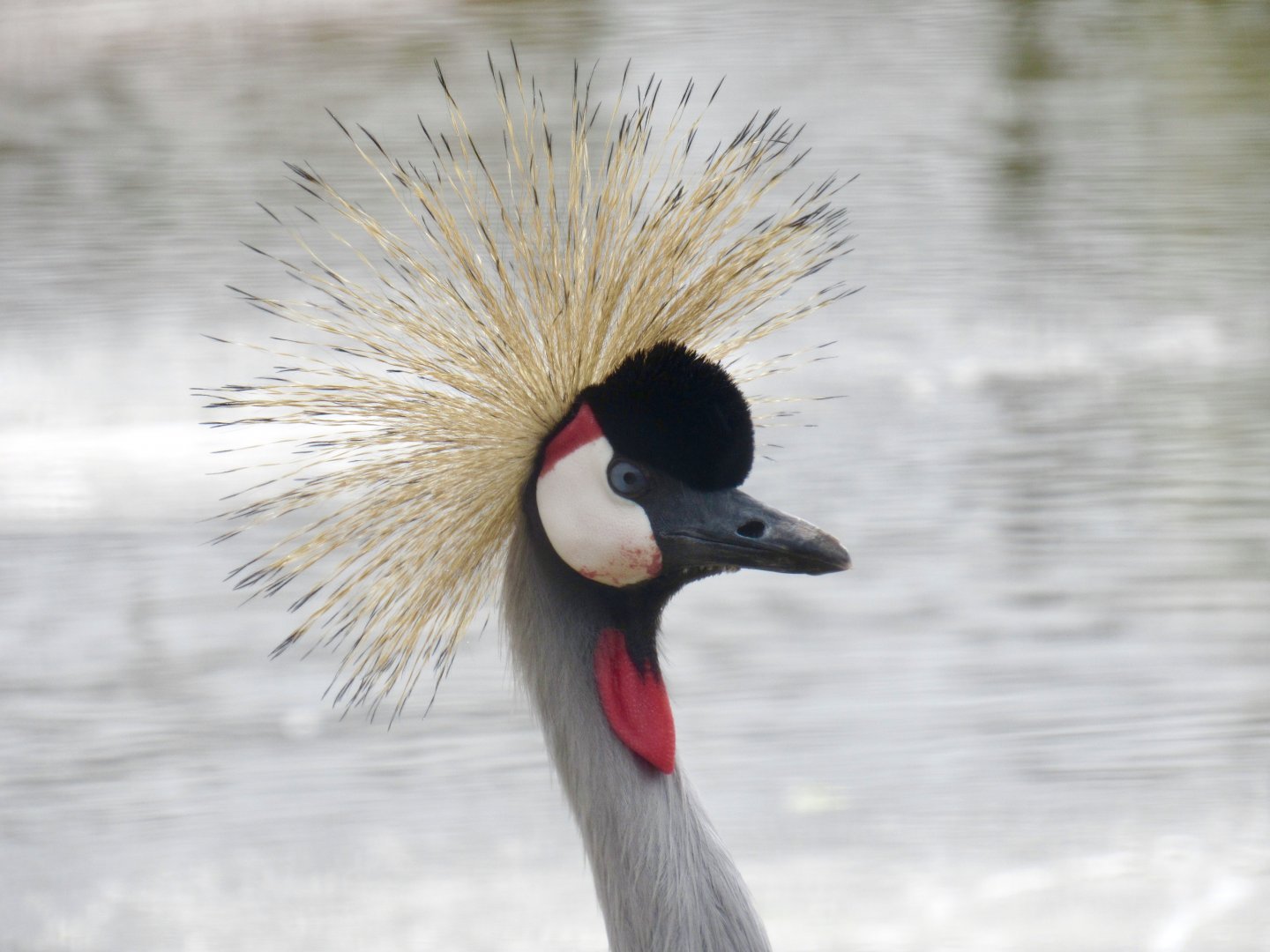 Grey crowned crane