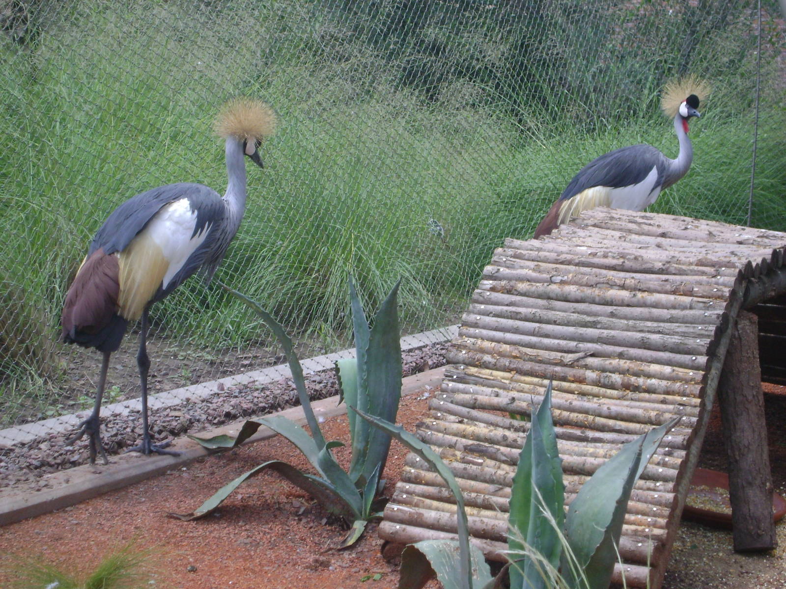 Grey Crowned Crane