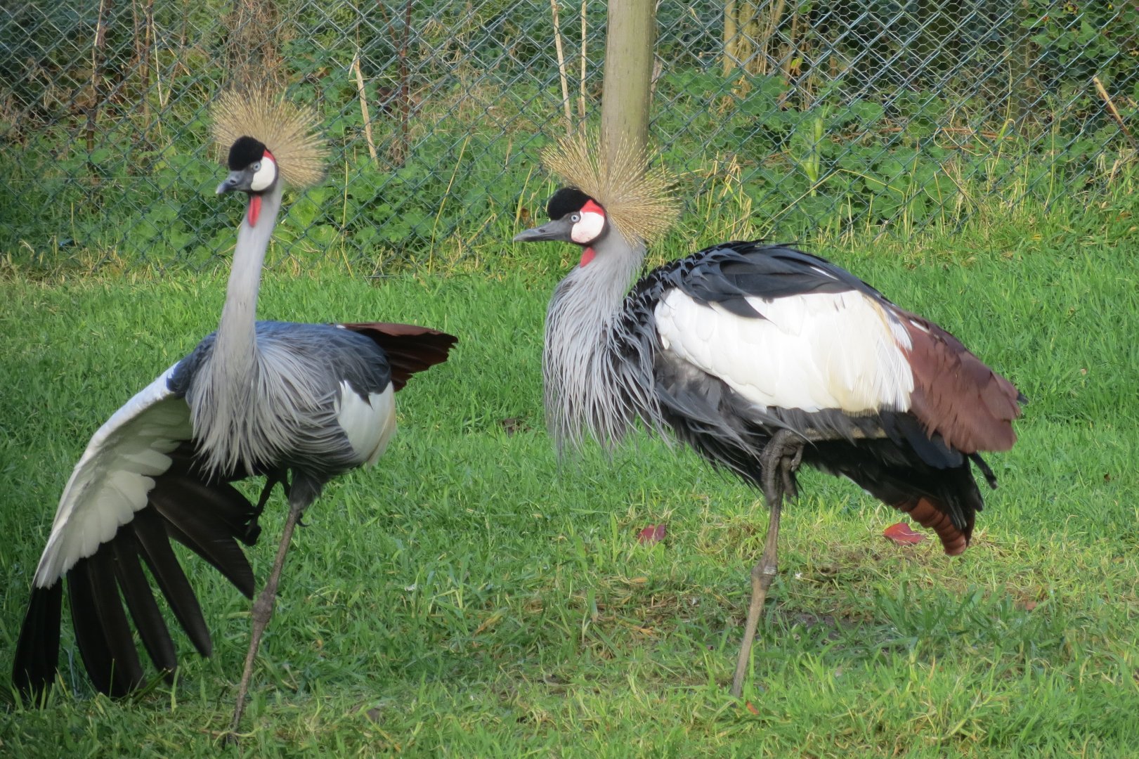 Grey crowned-cranes 101119