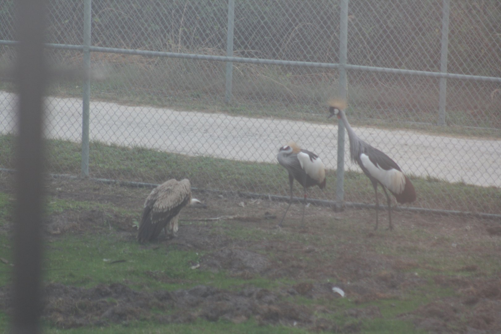 Grey Crowned Cranes and Rupel's Griffon Vulture