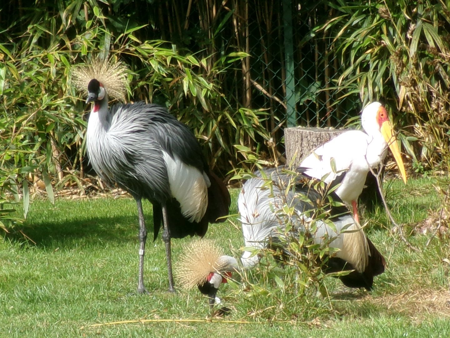 Grey crowned cranes and yellow-billed stork