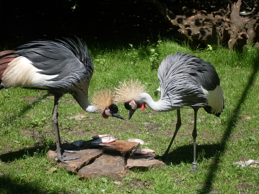 Grey-crowned cranes eating a fish