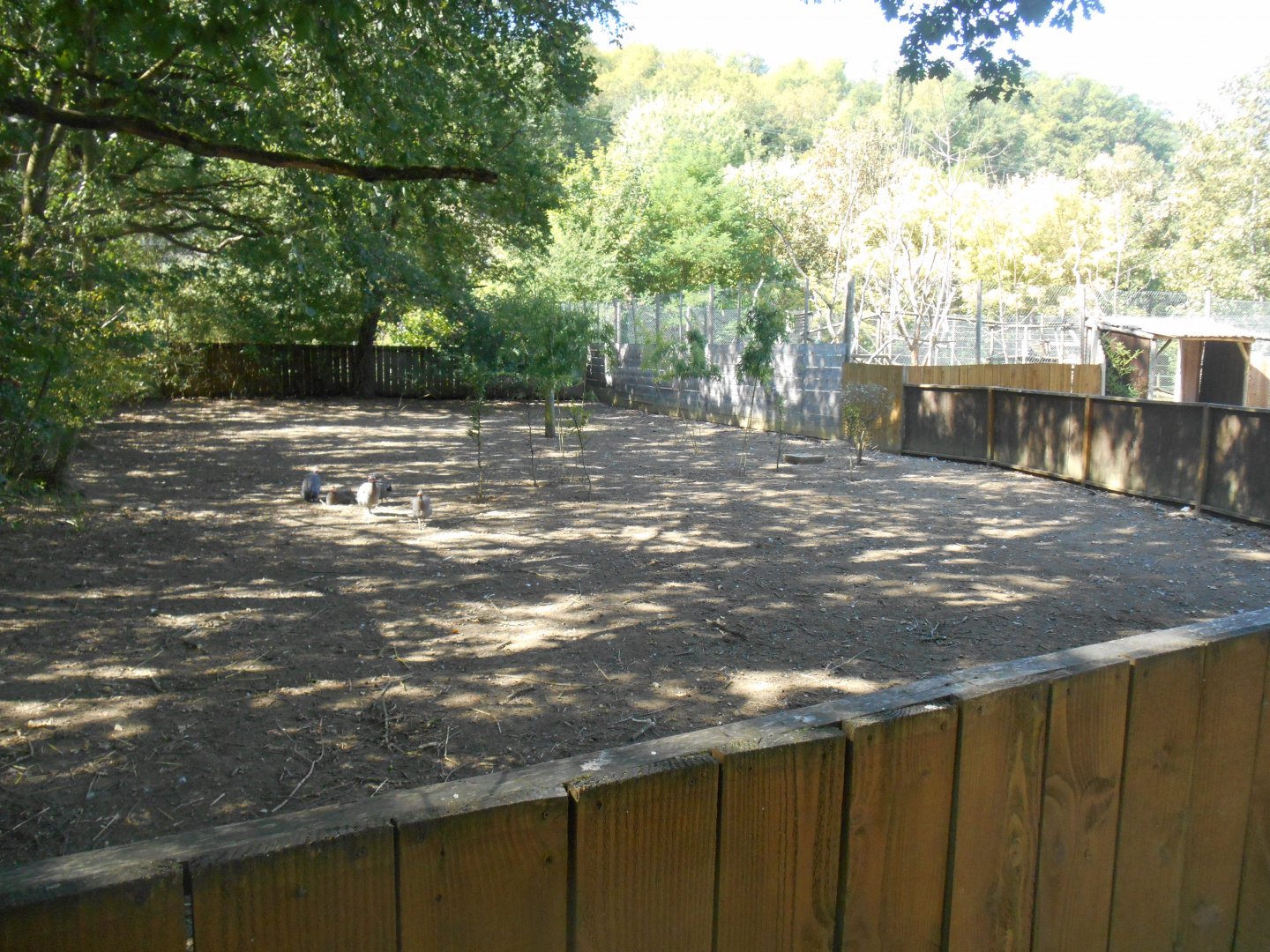 Grey Crowned Cranes Exhibit