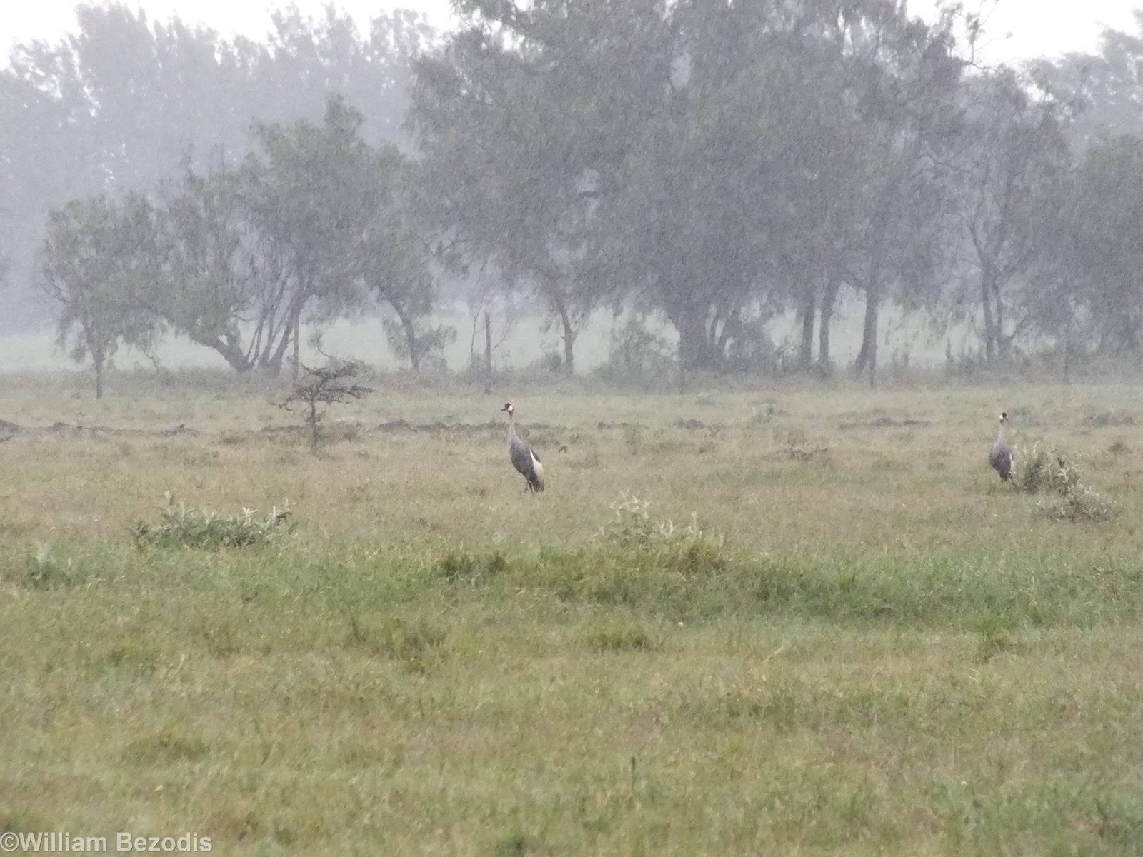 Grey Crowned-cranes - Hell's Gate National Park
