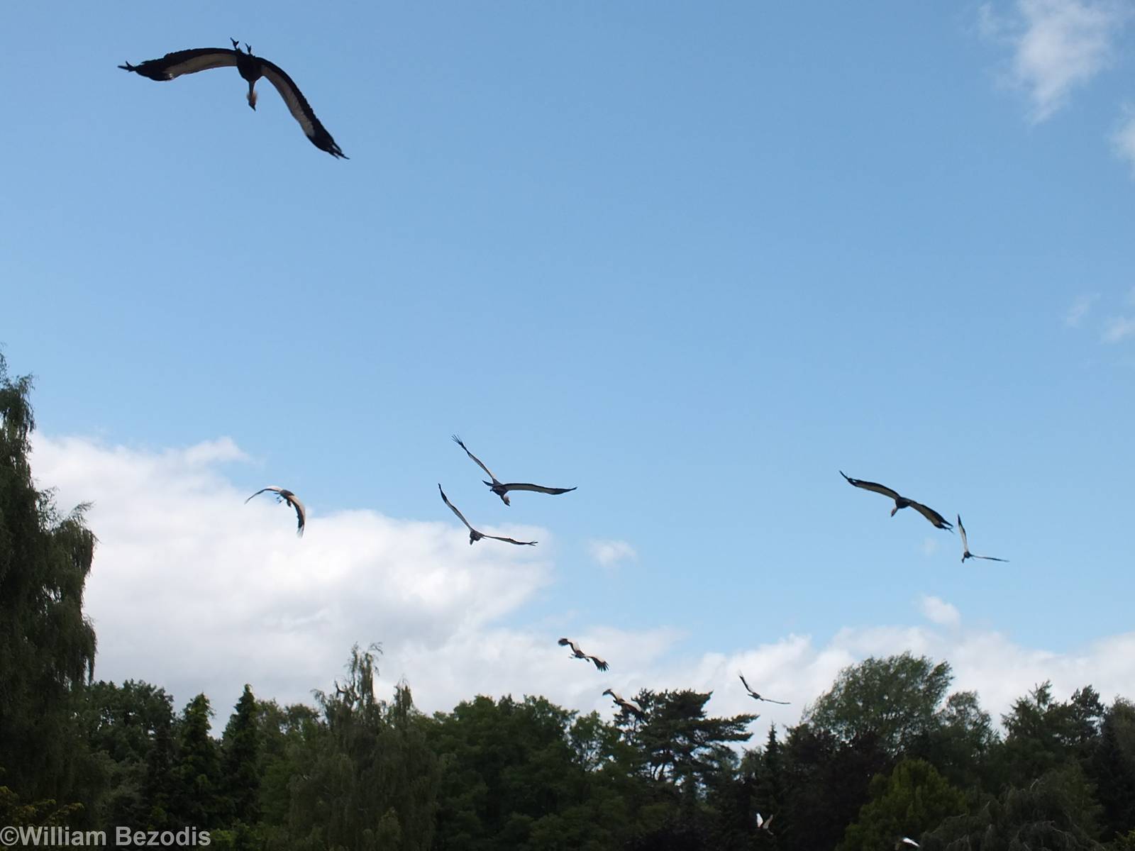 Grey Crowned-cranes in the Show