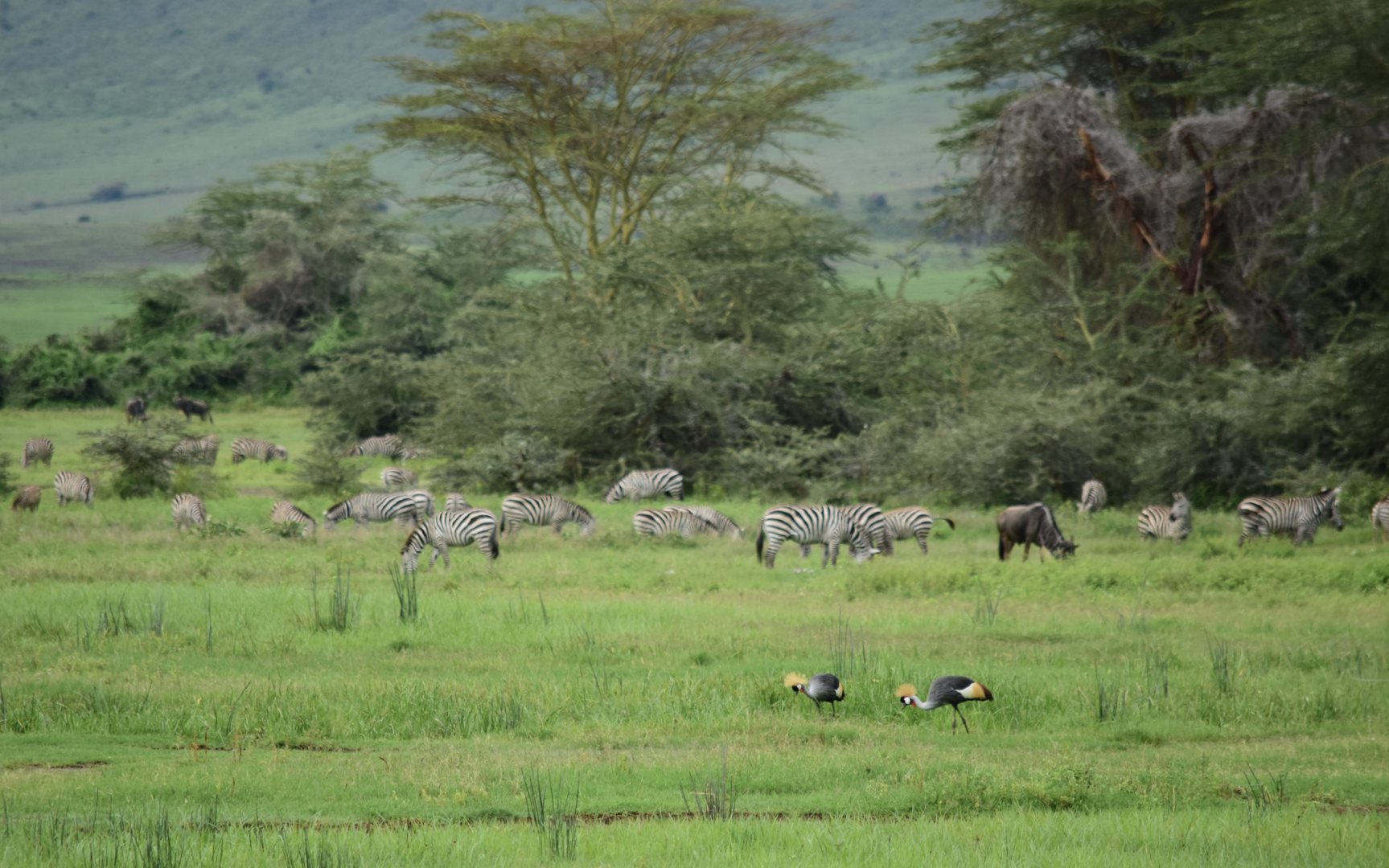 Grey crowned cranes, plains zebra and wildebeest at Ngorongoro