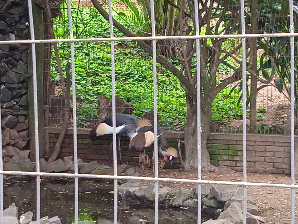 Grey crowned cranes with chicks