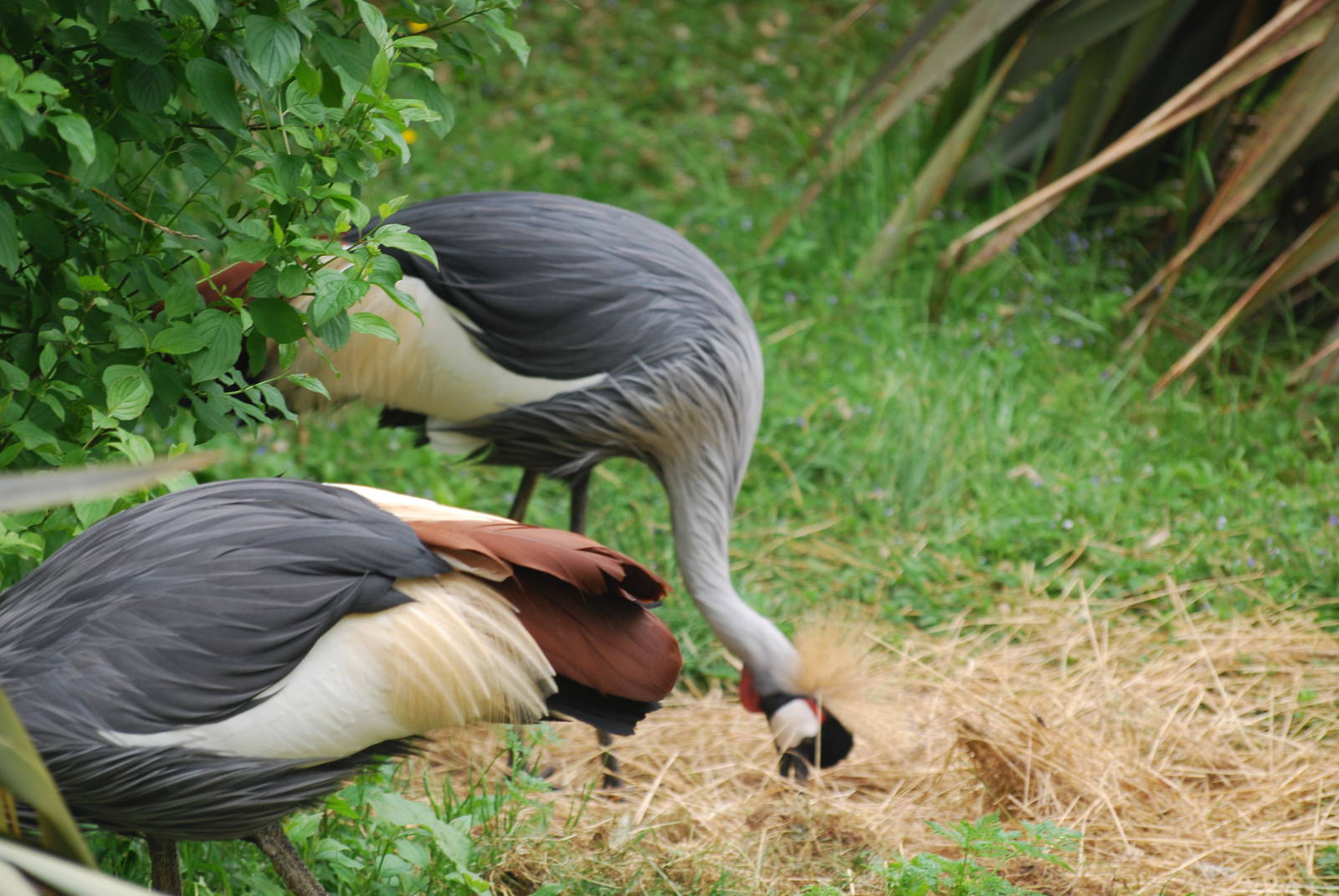 Grey crowned cranes