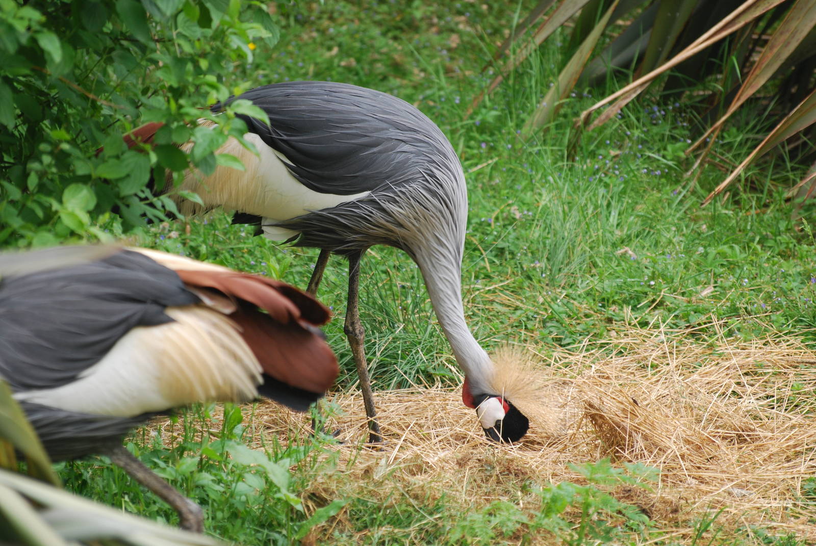 Grey crowned cranes