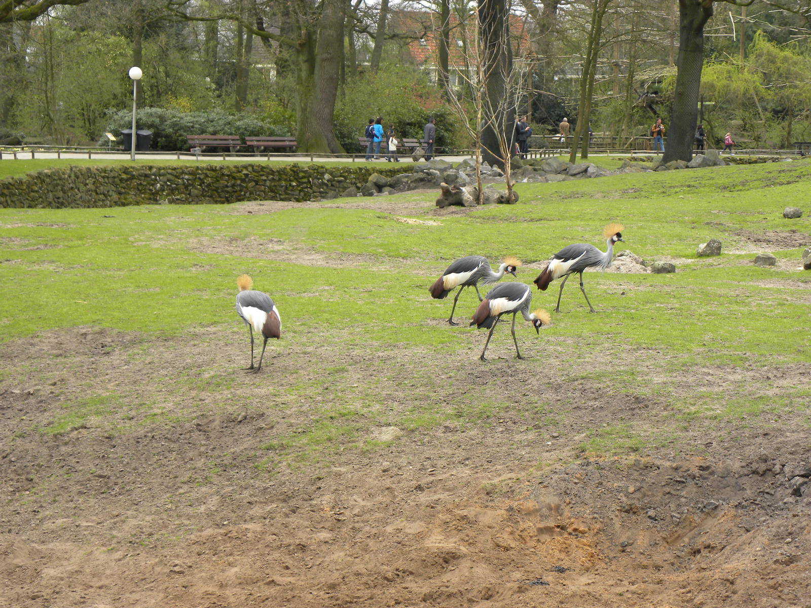 grey crowned cranes