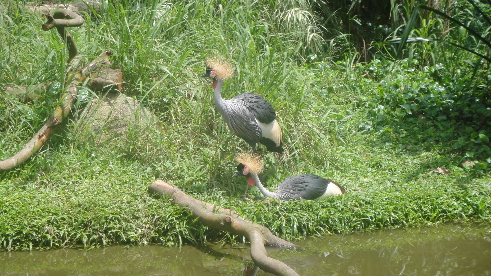 Grey Crowned Cranes