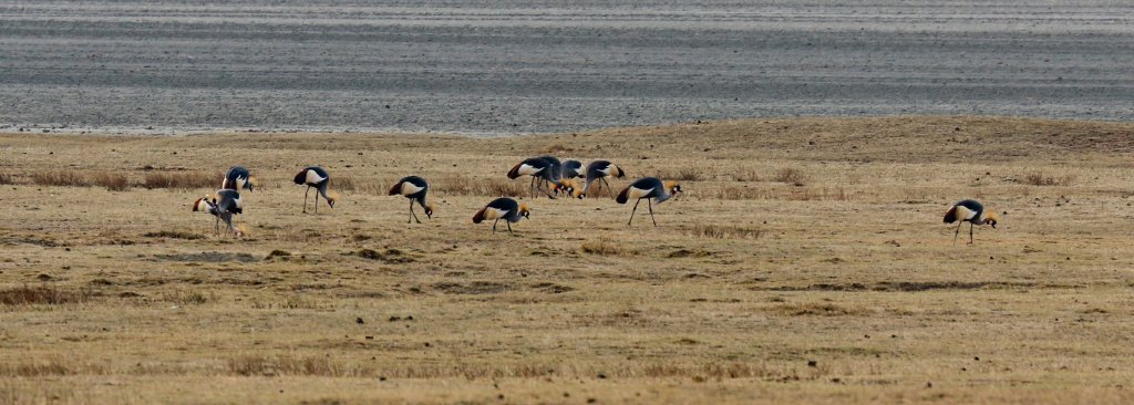 Grey Crowned Cranes
