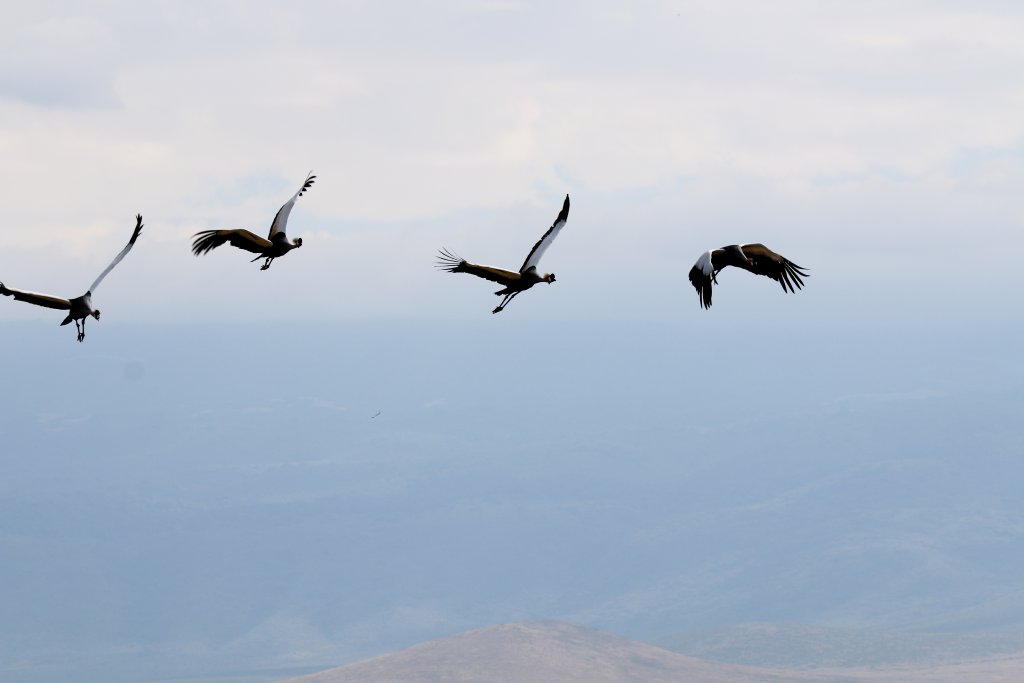 Grey Crowned Cranes