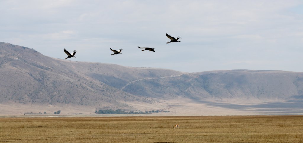 Grey Crowned Cranes