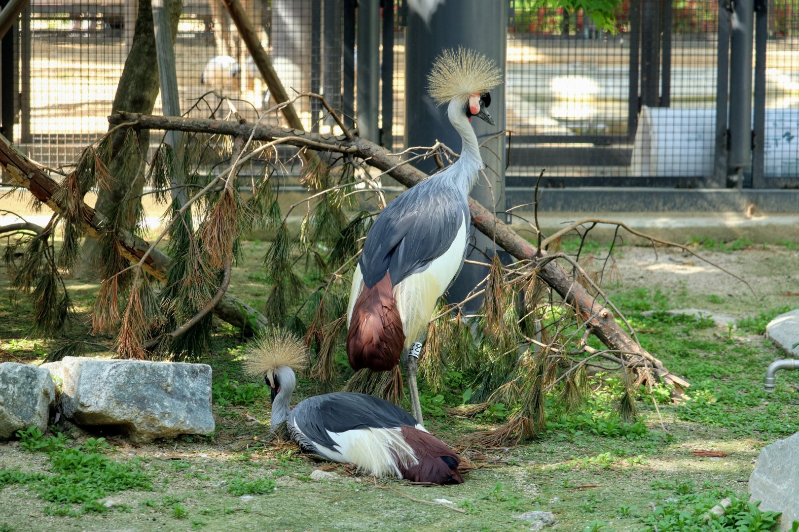 Grey Crowned Cranes