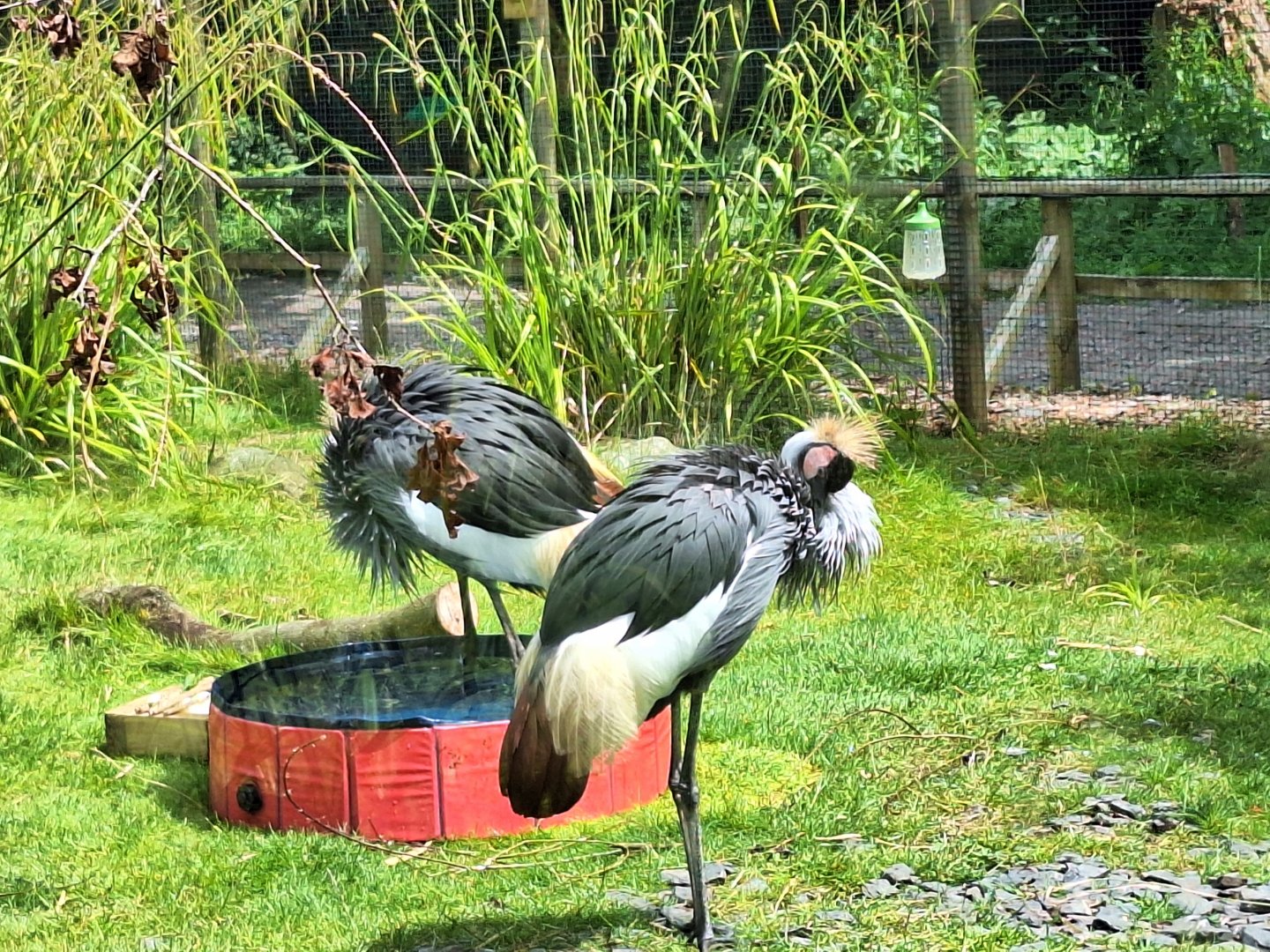 Grey Crowned Cranes