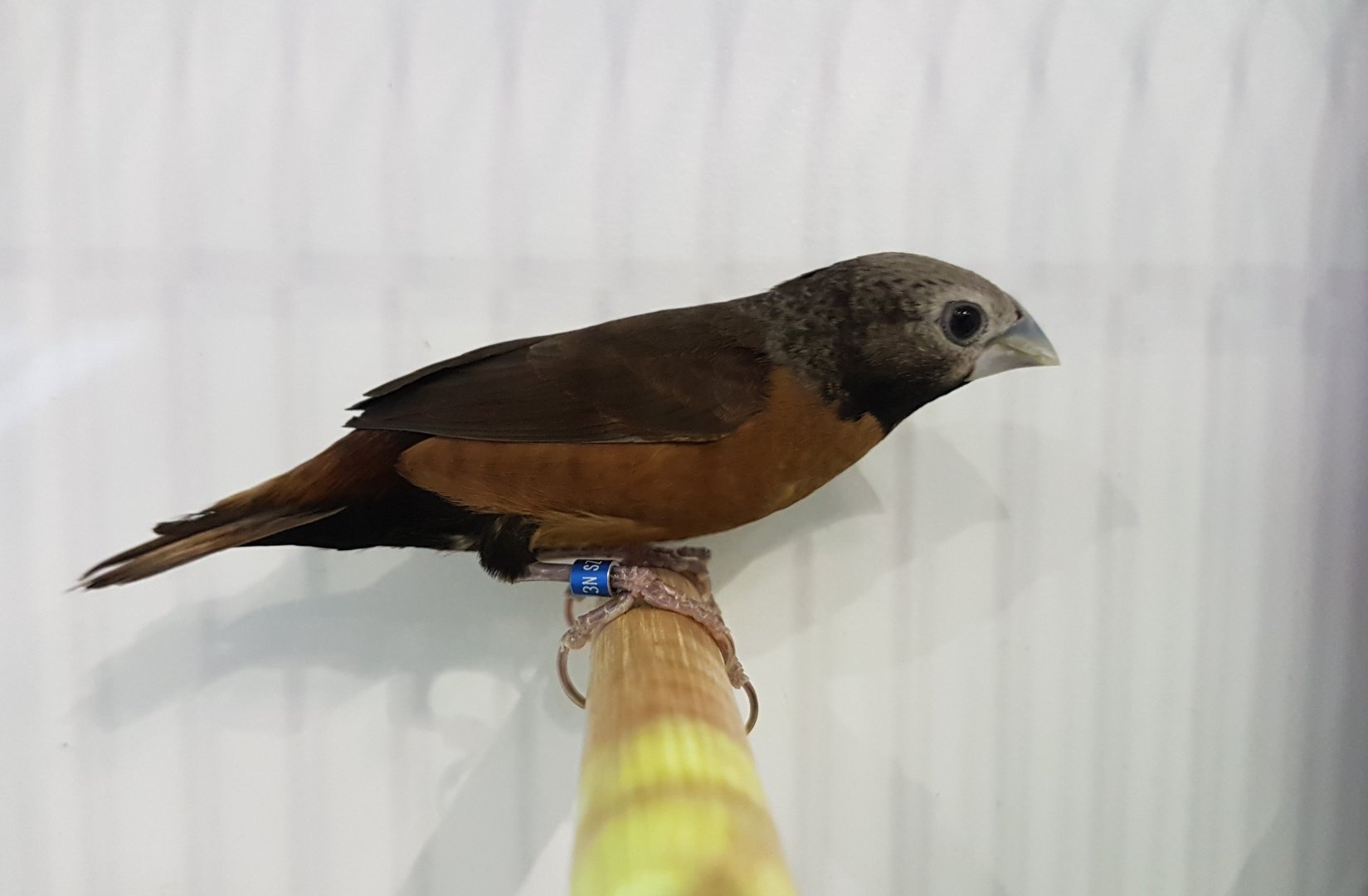 Grey-crowned mannikin - Lochura nevermanni