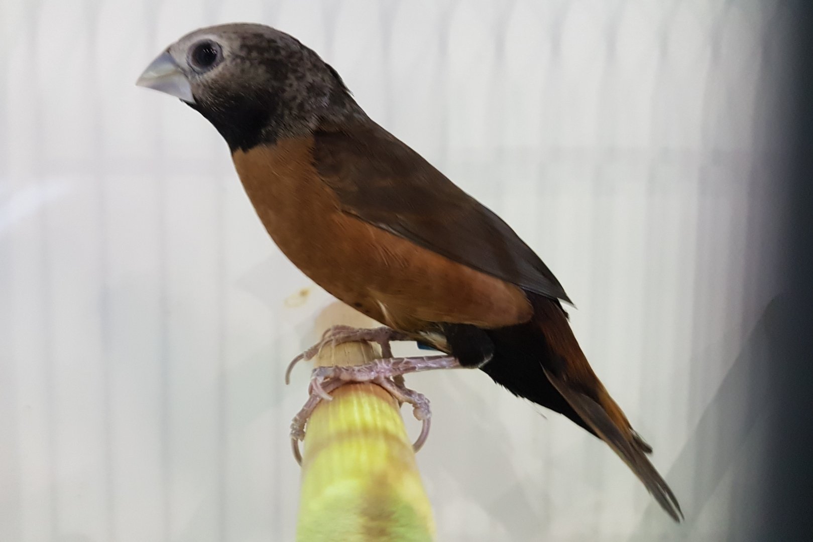 Grey-crowned mannikin - Lonchura nevermanni