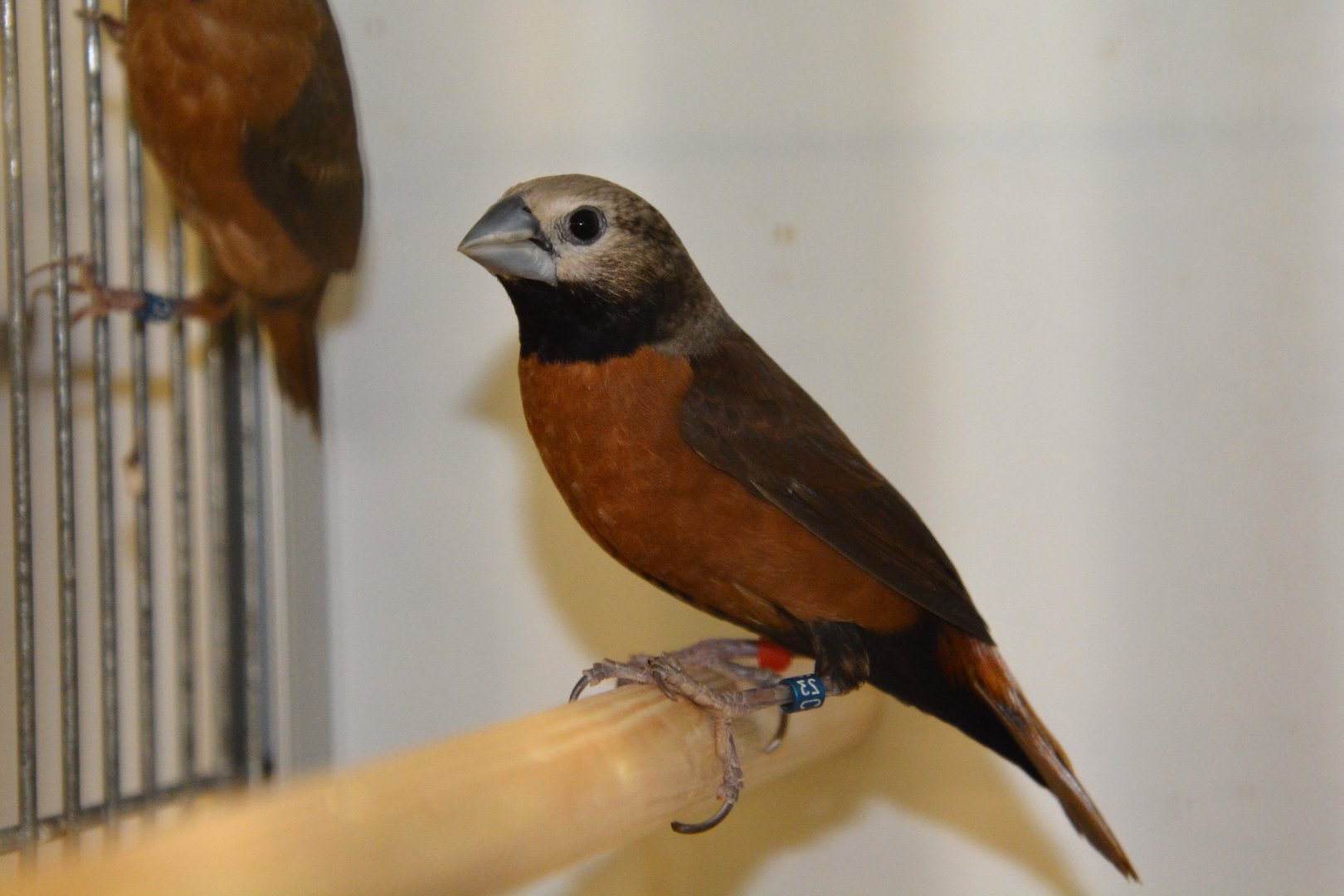 Grey-crowned mannikin (Lonchura nevermanni)