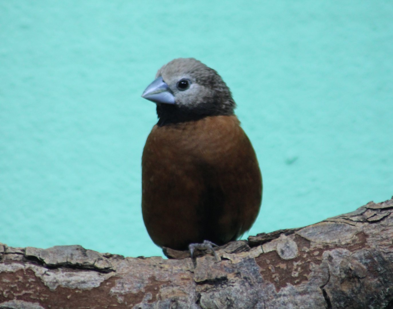 Grey-crowned munia - Lonchura nevermanni